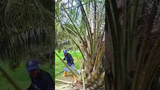 Palm oil harvestinghttpsyoutubecomcultivation1sigIwEdv12hOIz8wNh [upl. by Yhtrod]