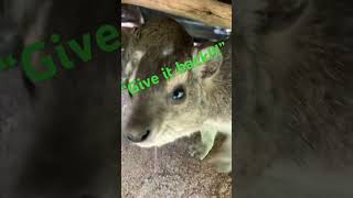 Stole another Hyrax nose dassie wawa funnyanimals [upl. by Muns]