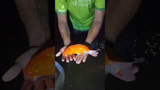 रंगीत माश्यांनी सजली सगुणा बाग Colorful Fishes In Saguna Baug Fish koicarpfish [upl. by Ash359]