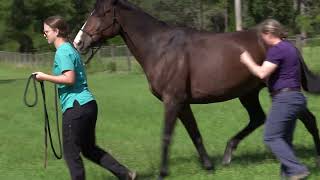 Equine Lameness Workup What your veterinarian is actually doing [upl. by Ecraep299]