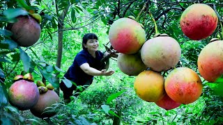 How to Harvest Mangosteen Goes To The Market Sell  Harvesting and Cooking  Tieu Vy Daily Life [upl. by Neenwahs]