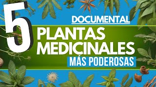 ✅ DOCUMENTAL 5 plantas MEDICINALES más PODEROSAS 🌿 [upl. by Kirrad]