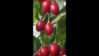 Intercropping Tamarillo Tree Tomato Fruits in Avocado Orchard [upl. by Sclar]