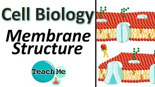 13  Membrane Structure  IB Biology  TeachMe [upl. by Brodie259]