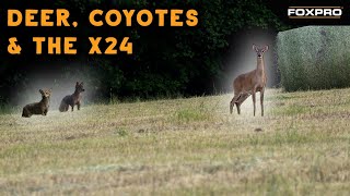 Deer and Denning Coyotes Come To The FOXPRO X24 [upl. by Dorej]