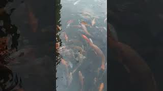 Ikan dalam kolam karaoke music [upl. by Whang]