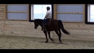 Three Tips to Improving Canter Transitions [upl. by Nonnek]