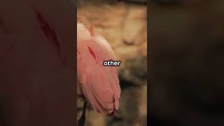 Why Do Flamingos Stand on One Leg  Wild Wonders facts naturecuriosities wildlife ytshorts [upl. by Aniratak]