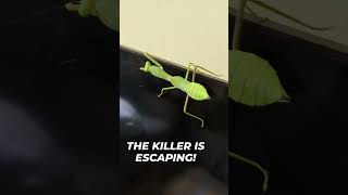 Help me A killer is on the loose funnyanimalvideos wildlife animalvideos [upl. by Mcdonald419]