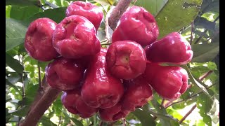 EP24 La deliciosa Manzana de Java  En busca de las frutas exóticas del trópico [upl. by Jesh621]