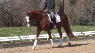 Lord Loxley Sandro Hit gelding  2009 for sale [upl. by Darline]