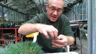 How to take dwarf Dianthus cuttings 🌺 [upl. by Lemmor625]