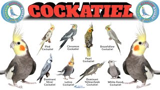 All Types Of Cockatiel Mutations  Cockatiel Colours And Names [upl. by Laughlin]