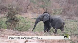 parc WBénin Quel mécanisme de gestion des conflits homme Faune [upl. by Sordnaxela]