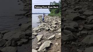 Fishing from river bank fishinglife fishtank fisherman fishvideo river aquarium catfish fish [upl. by Tekcirk]