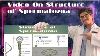 Structure of Spermatozoa [upl. by Norita]