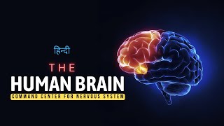 The Human Brain  Command Center for Nervous System  Hindi  Infinity Stream [upl. by Siri]