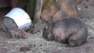 Kaninchen fressen Wombat das Heu weg [upl. by Yelad745]