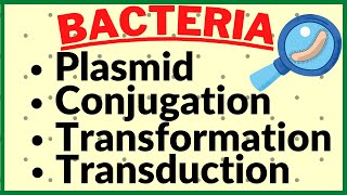 Genetic Recombination in Bacteria Plasmid Conjugation Transformation Transduction in Kingdom Monera [upl. by Amolap996]