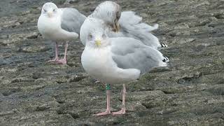 Herring Gull Larus argentatus Zilvermeeuw Maasvlakte ZH the Netherlands 13 Oct 2024 74 [upl. by Lrac]