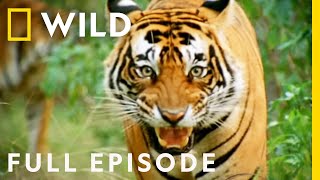 Battle of the Beasts The Fight to Survive Full Episode  Animal Fight Night [upl. by Isiahi]