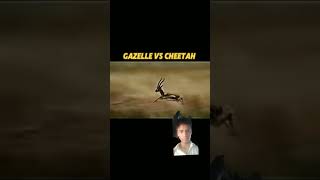 cheetah gazelle cheetay viralvideo wildlife youtubeshorts trending animals automobile [upl. by Nelyaw371]