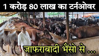 1 करोड़ 80 लाख का टर्नओवर मोटी तगड़ी जाफराबादी भैंसो से  Jafrabadi Buffalo Dairy Farm Gujarat [upl. by Puff]