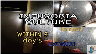 How to make infusoria culture  in 3 days 100 Result  How to make betta Fry food [upl. by Htiekel59]