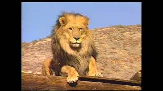 Vintage VHS Lions of the Serengeti Narrated by Melanie Griffith [upl. by Kreda197]