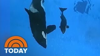 Last Orca Whale Born In Captivity At SeaWorld  TODAY [upl. by Shandie896]