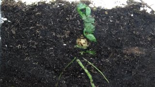 Time Lapse of Pea Plant From Seed  Photomorphogenesis With Premature DeEtiolation [upl. by Eirhtug]