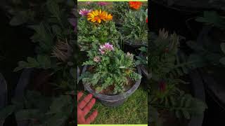 gazania flower care tip [upl. by Ailsun]