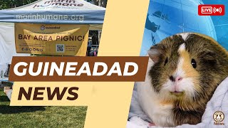 GuineaDad News EP1 quotThe Bay Area Pignicsquot  GuineaDad News [upl. by Econah]