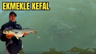 Kefal Avı  Balık Avı  Fishing [upl. by Annahael822]