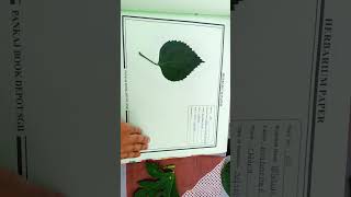 Herberium sheet project file 🪴🌿🍁botany short ytshort botany herberium viral trending [upl. by Lorenza]