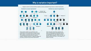 23 Why is Variation Important [upl. by Wulf]