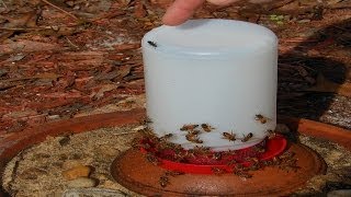 Easy Honey Bee Feeder from Poultry Chicken Waterer Honeybees [upl. by Yul]