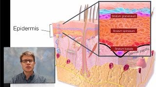 Integumentary System [upl. by Aruol]