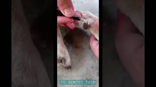 Treatment For Paw Infection  Tick Infected [upl. by Clippard]