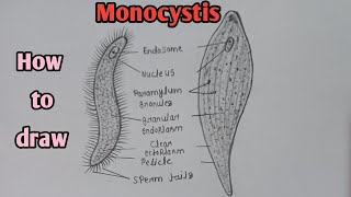 How to draw Monocystis  Monocystis diagram Step by step  Zoology practical  biology diagram [upl. by Araec]