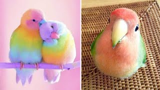 Smart And Funny Parrots Parrot Talking Videos Compilation 2024  Cute Birds 17 [upl. by Miru]