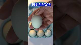 BLUE EGGS 😋eggs blueeggs araucana chile🇨🇱 [upl. by Khalil]