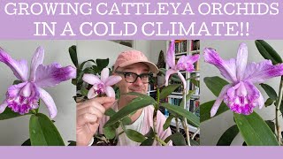 Growing Cattleya orchids in a cold climate [upl. by Tem]