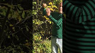 Young Wallnut Tree 🌳 juglans regia treeplanting forestfood permaculture gardening adventure [upl. by Larimore]