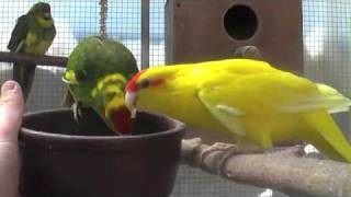 The Kakariki Redcrowned Parakeet a lively and curious bird [upl. by Yellek]