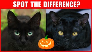 How to Tell The Difference Between Black Cats and Bombay Cats [upl. by Beverley]