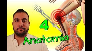 ANATOMÍA BÁSICA Capítulo 4  LAS ARTICULACIONES [upl. by Aneem]