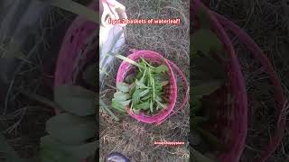 Juicy waterleaf harvest harvesting waterleaf tasteofhome vegetables vegetablegarden gardening [upl. by Tien]