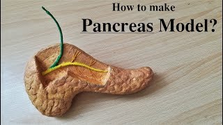 Making Pancreas Model [upl. by Magdalen]