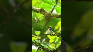 Scarlet backed flowerpecker wildlife photography shortvideos youtube shortvideo nature [upl. by Suckow]